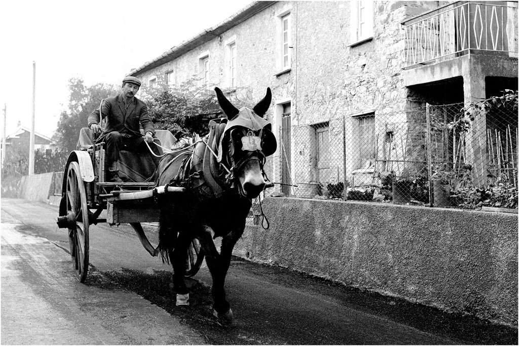 16-il  carrettiere.jpg